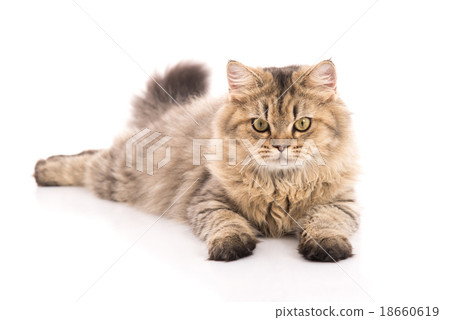 Tabby cat lying and looking Tabby cat lying and looking 18660619