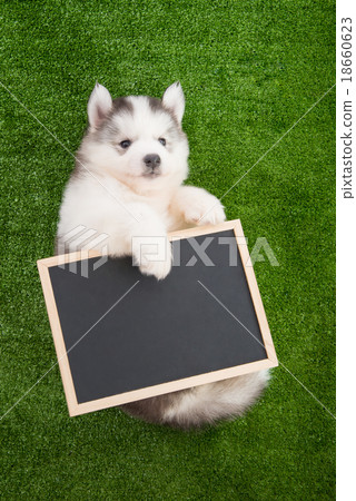 Cute siberian husky lying and holding blackboard 18660623