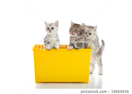 Three kittens playing in yellow box 18660656