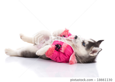 puppy in clothes on a white background 18661130
