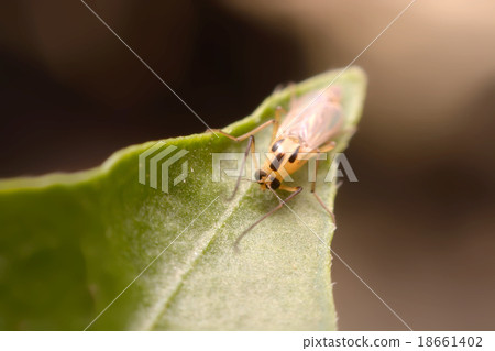 chironomid macro  on green background 18661402
