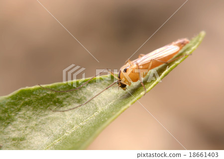 chironomid macro  on green background 18661403