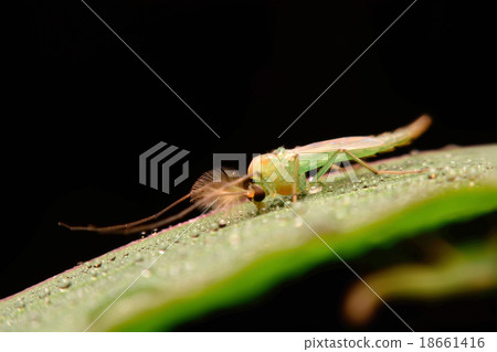 chironomid macro (non-biting midge) 18661416