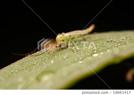 chironomid macro (non-biting midge) chironomid macro (non-biting midge) 18661417