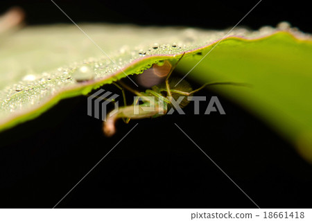 chironomid macro (non-biting midge) chironomid macro (non-biting midge) 18661418