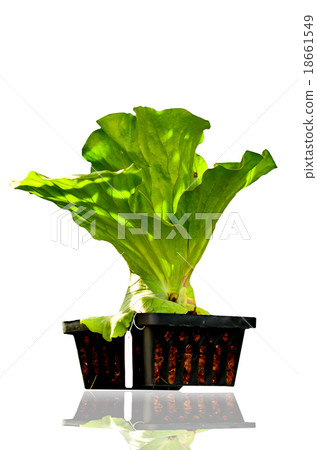 Platycerium hanging in pots Platycerium hanging in pots 18661549