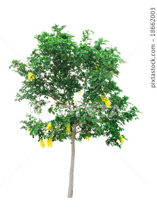 Golden Shower(cassia fistula) tree isolated on  18662003
