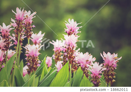 Curcuma alismatifolia or Siam tulip Curcuma alismatifolia or Siam tulip 18662011