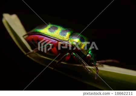 Rainbow shield bug holding grass Rainbow shield bug holding grass 18662211