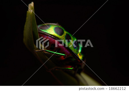 Rainbow shield bug holding grass Rainbow shield bug holding grass 18662212