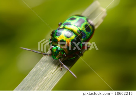 Rainbow shield bug holding grass Rainbow shield bug holding grass 18662215
