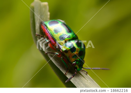 Rainbow shield bug holding grass Rainbow shield bug holding grass 18662216