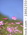 粉紅宇宙 18662350