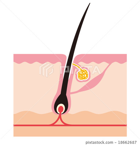 Cross-sectional view of hair root 18662687