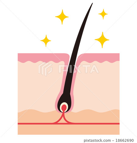 Sectional view of hair root Road clean pore 18662690