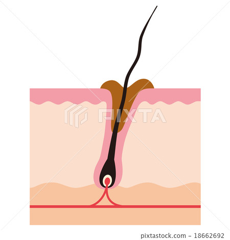 髮根的剖面圖根源毛孔 18662692