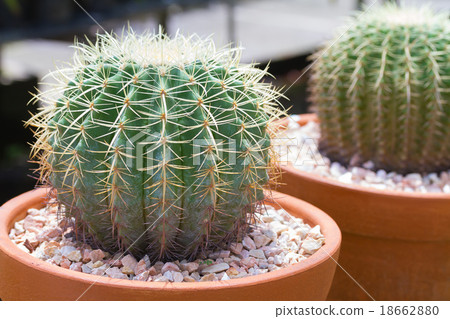 Ball cactus in flower pot Ball cactus in flower pot 18662880