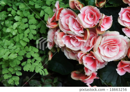 Begonia 18663256