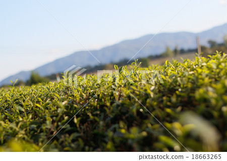Tea bud and leaves. Tea plantations,Thailand. Tea bud and leaves. Tea plantations,Thailand. 18663265