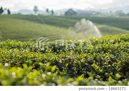 Tea bud and leaves. Tea plantations,Thailand. 18663271