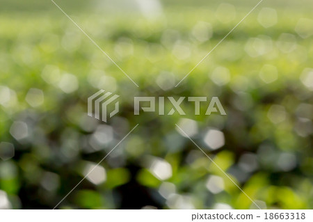 beautiful background on tea plantations beautiful background on tea plantations 18663318