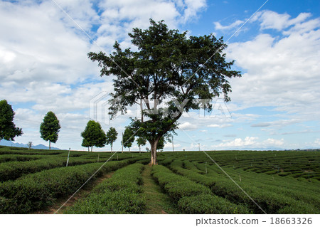 Tea Plantations 18663326