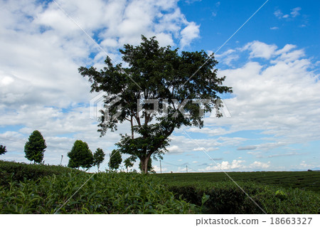 Tea Plantations 18663327