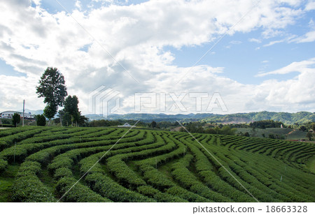 Tea Plantations Tea Plantations 18663328