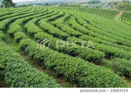 Tea Plantations 18663329