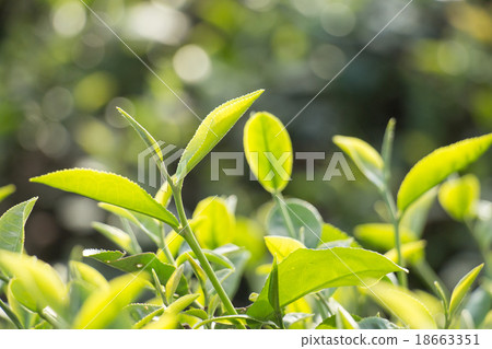 Tea bud and leaves. Tea plantations,Thailand. Tea bud and leaves. Tea plantations,Thailand. 18663351
