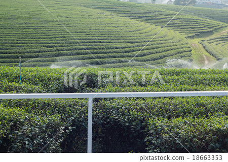 Tea Plantations 18663353