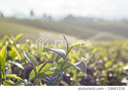 Tea bud and leaves. Tea plantations,Thailand. 18663356