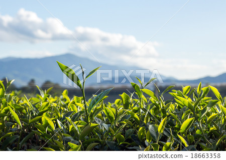 Tea bud and leaves. Tea plantations,Thailand. Tea bud and leaves. Tea plantations,Thailand. 18663358
