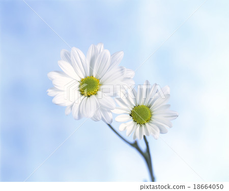 White Gerbera 18664050