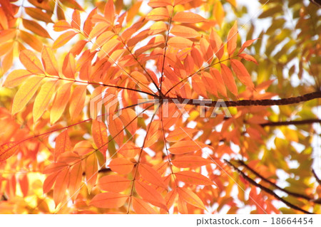 秋天的樹葉 秋天的樹葉 18664454