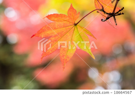 Autumn leaves of maple 18664567