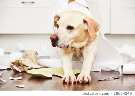 Naughty dog Naughty dog 18664849