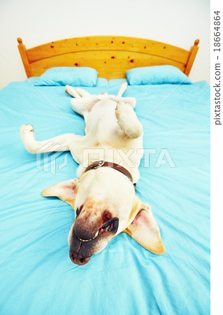 Dog is lying on the bed 18664864