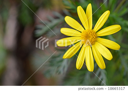 朱利葉斯黛西 18665317