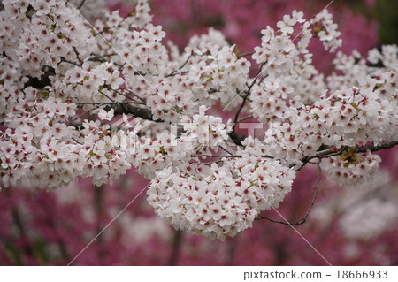 Yoshino cherry tree in full bloom 18666933