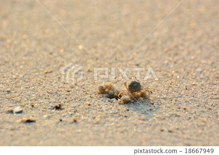 Ocypode Ocypode 18667949