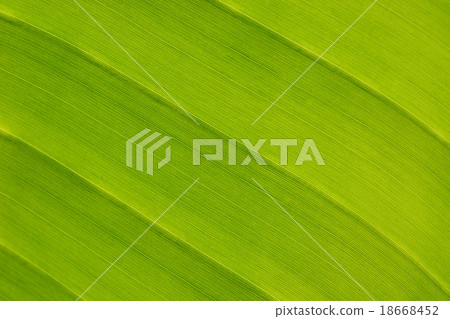 leaf 18668452