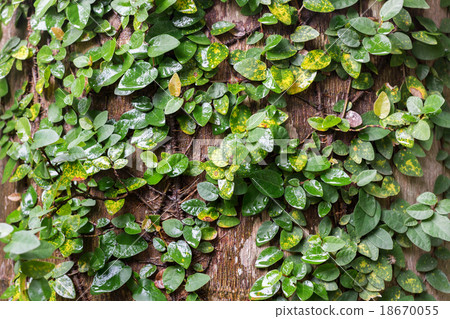 climbing fig wrapped around tree in rain forest.  18670055