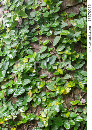 climbing fig wrapped around tree in rain forest. climbing fig wrapped around tree in rain forest. 18670056