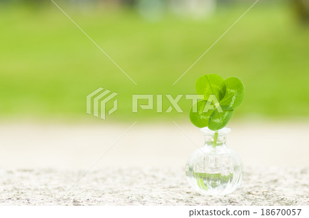 In the nature, one lucky four leaf clover stuck in a bottle In the nature, one lucky four leaf clover stuck in a bottle 18670057