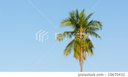 Coconut tree in sunshine day 18670432