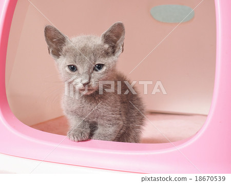 A Russian Blue Kitten Looking Down From A Pink Box Stock Photo