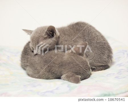 兩隻睡覺小的俄國藍色小貓 兩隻睡覺小的俄國藍色小貓 18670541