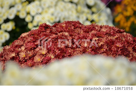 模糊和猴子菊花 模糊和猴子菊花 18671058