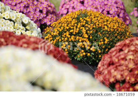 濃密的菊花 濃密的菊花 18671059